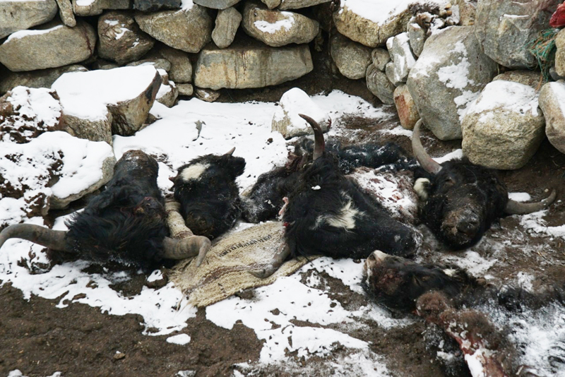 Remains of Yaks killed by predator at a high pasture in eastern Ladakh ...